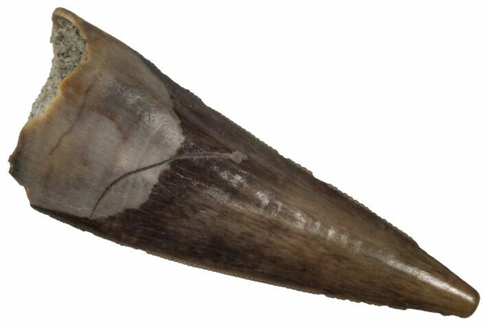 Serrated, Fossil Theropod (Richardoestesia) Tooth - Montana #350565